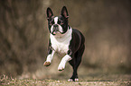 running Boston Terrier