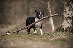 Boston Terrier with stick