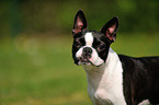 Boston Terrier Portrait