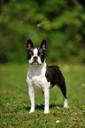 Boston Terrier