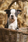 Boston Terrier Puppy