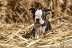 sitting Boston Terrier Puppy