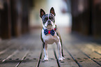 Boston Terrier with dickey-bow