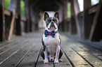 Boston Terrier with dickey-bow