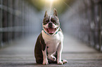 Boston Terrier