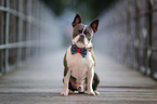Boston Terrier with dickey-bow