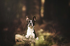 Boston Terrier