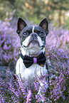 Boston Terrier in the heather