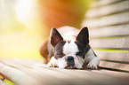 lying Boston Terrier