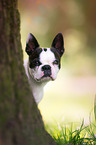 Boston Terrier Portrait