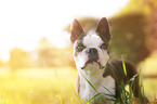 Boston Terrier Portrait