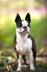 Boston Terrier