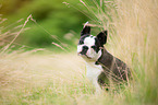 sitting Boston Terrier