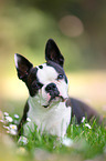 lying Boston Terrier