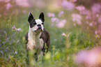 Boston Terrier