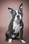 Boston Terrier