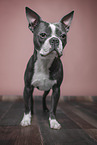 Boston Terrier