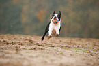 running Boston Terrier