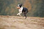 running Boston Terrier