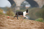 running Boston Terrier