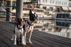 2 Boston Terrier