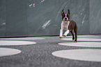 Boston Terrier