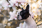 Boston Terrier