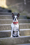 young Boston Terrier