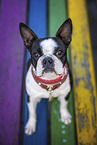 young Boston Terrier