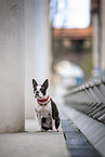 young Boston Terrier