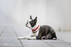 young Boston Terrier