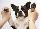 Boston Terrier in the studio