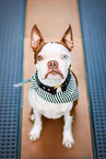 Boston Terrier