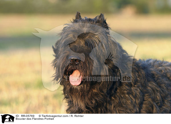 Bouvier des Flandres Portrait / Bouvier des Flandres Portrait / RR-05769