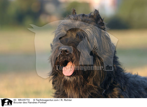 Bouvier des Flandres Portrait / Bouvier des Flandres Portrait / RR-05774