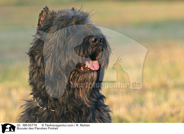 Bouvier des Flandres Portrait / RR-05776