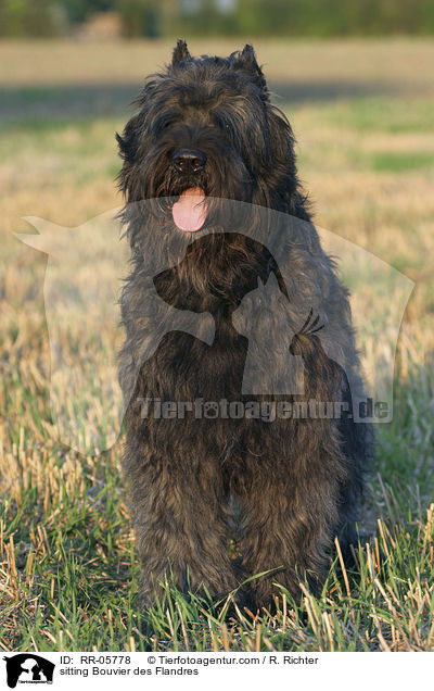 sitzender / sitting Bouvier des Flandres / RR-05778