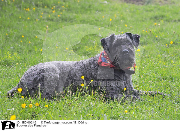 Bouvier des Flandres / Bouvier des Flandres / BD-00249