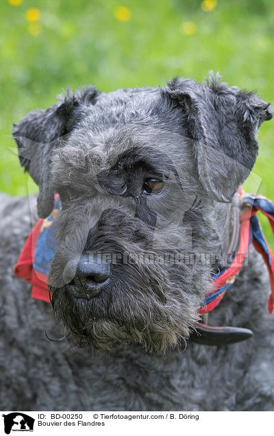 Bouvier des Flandres / BD-00250