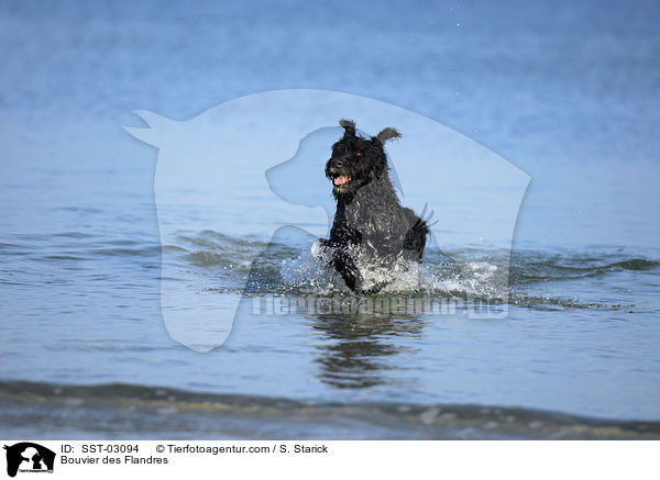 Bouvier des Flandres / Bouvier des Flandres / SST-03094