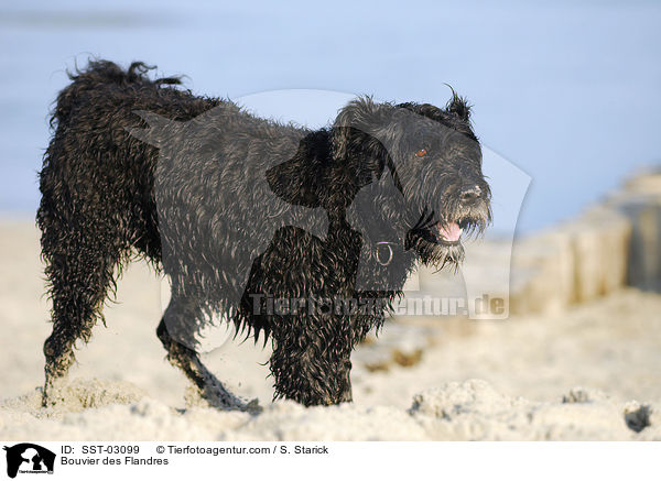 Bouvier des Flandres / Bouvier des Flandres / SST-03099