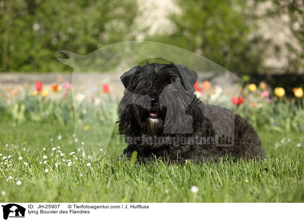 lying Bouvier des Flandres / JH-25907