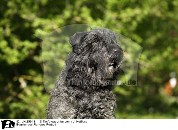 Bouvier des Flandres Portrait / JH-25918