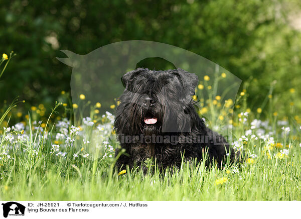 lying Bouvier des Flandres / JH-25921