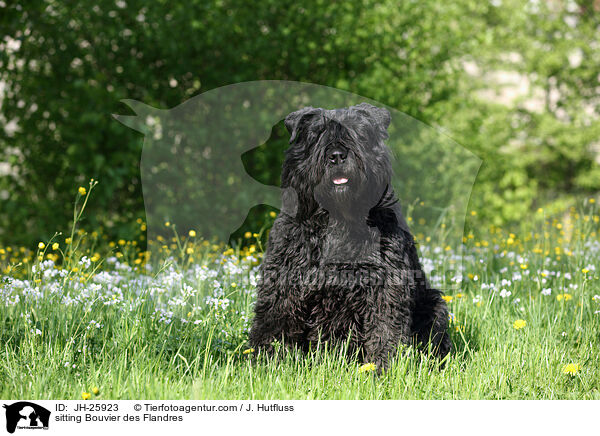 sitzender Bouvier des Flandres / sitting Bouvier des Flandres / JH-25923