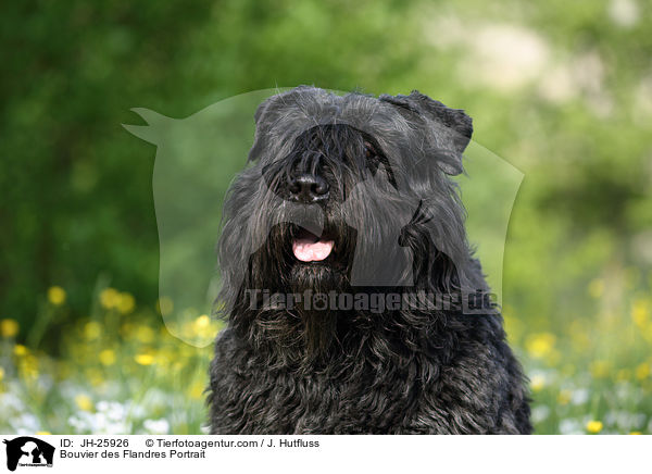 Bouvier des Flandres Portrait / JH-25926