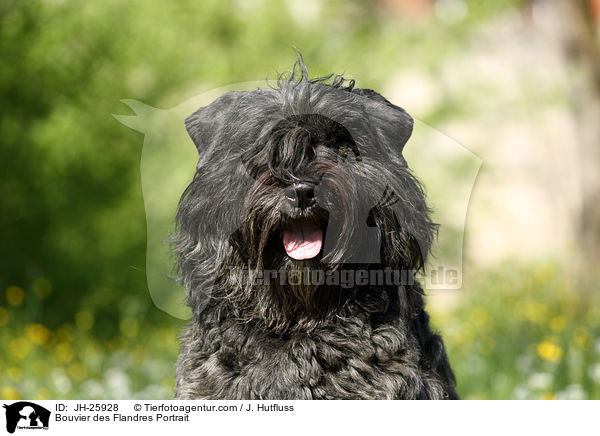 Bouvier des Flandres Portrait / Bouvier des Flandres Portrait / JH-25928