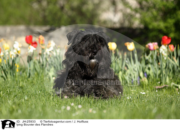 lying Bouvier des Flandres / JH-25933