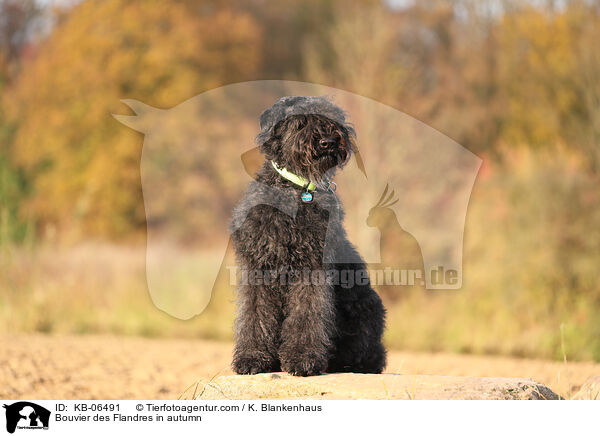 Bouvier des Flandres in autumn / KB-06491