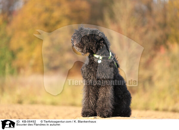 Bouvier des Flandres in autumn / KB-06492